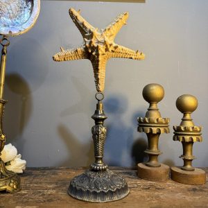 Stea de mare naturală pe suport din alamă argintată, montaj realizat manual, 33,5 cm – sertar magic București. cabinet de curiozități