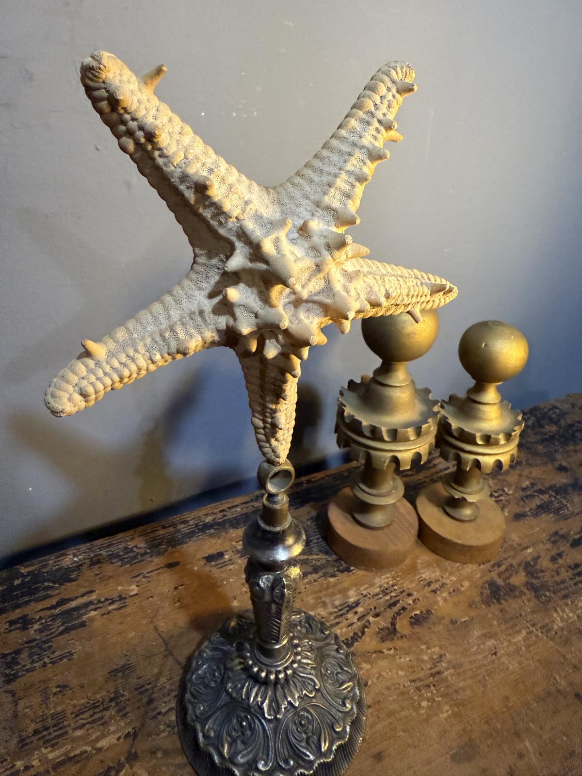 Stea de mare naturală pe suport din alamă argintată, montaj realizat manual, 33,5 cm – sertar magic București. cabinet de curiozități