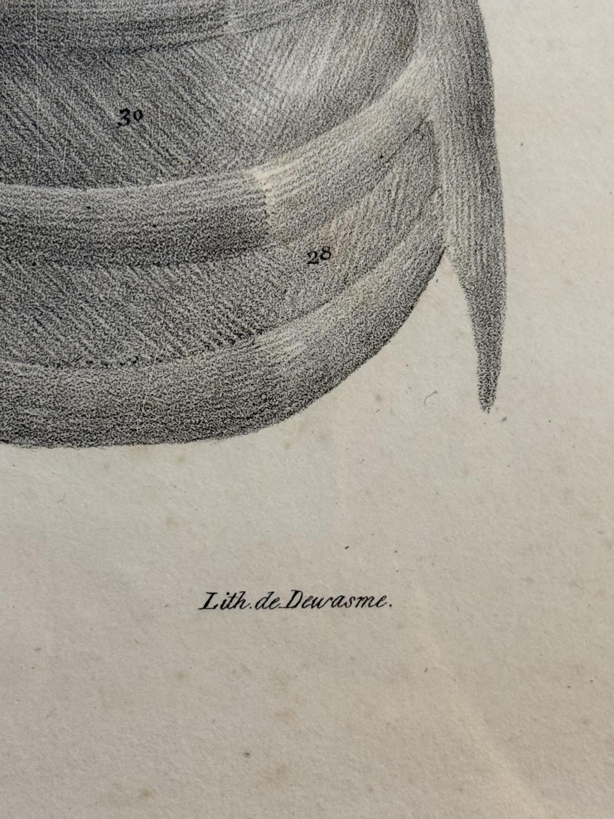Planșă anatomică litografică, sec. XIX, Franța, semnată „Lith. de Durasme”, dimensiuni 45x63 cm. sertar magic București. antichitati.