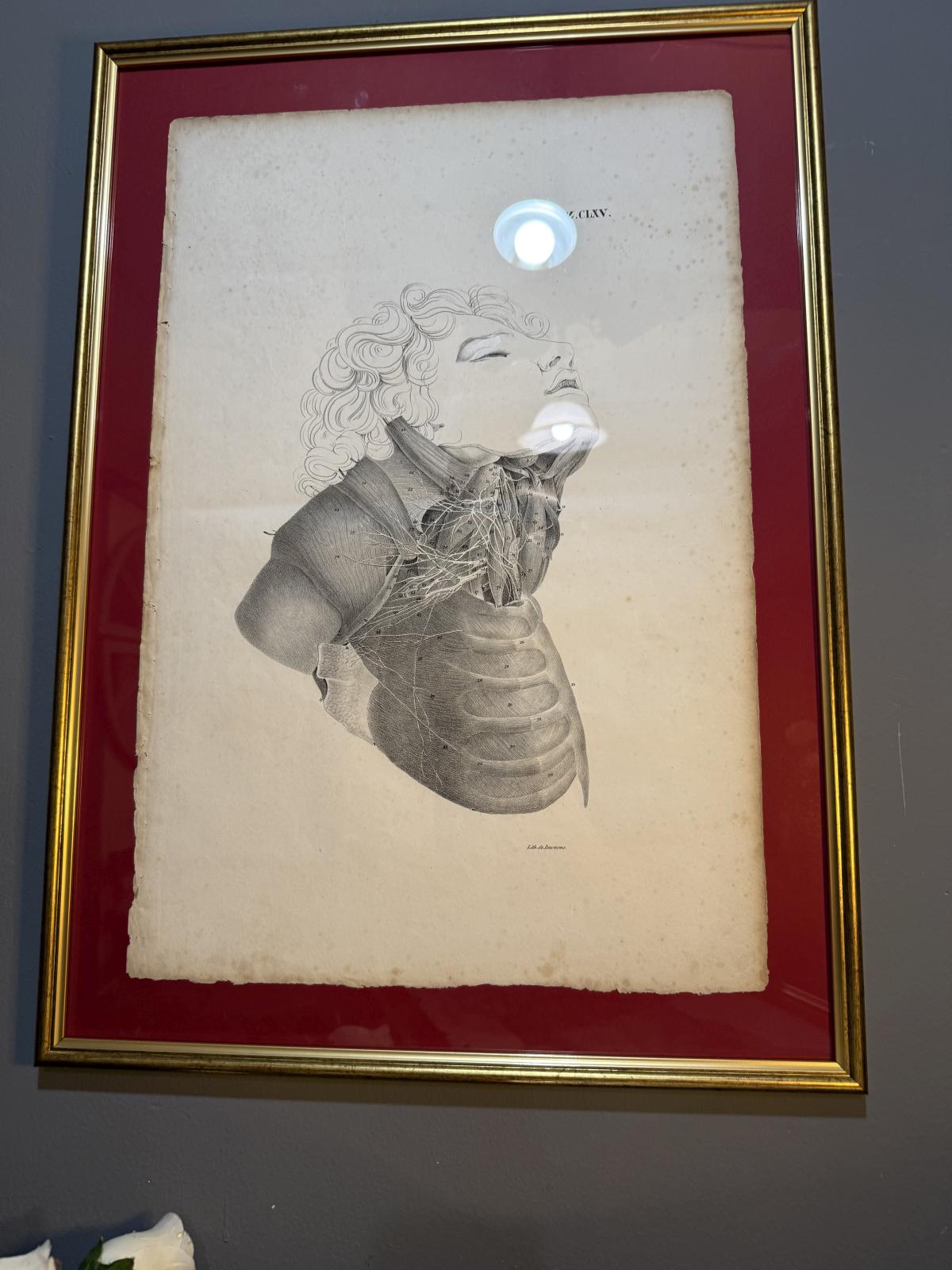 Planșă anatomică litografică, sec. XIX, Franța, semnată „Lith. de Durasme”, dimensiuni 45x63 cm. sertar magic București. antichitati.