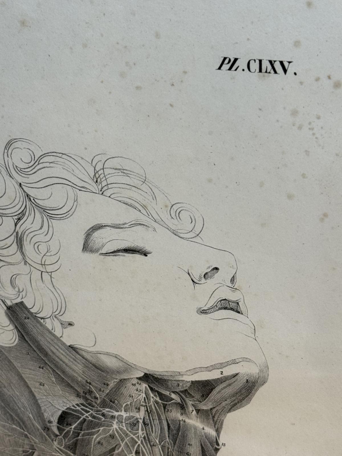 Planșă anatomică litografică, sec. XIX, Franța, semnată „Lith. de Durasme”, dimensiuni 45x63 cm. sertar magic București. antichitati.