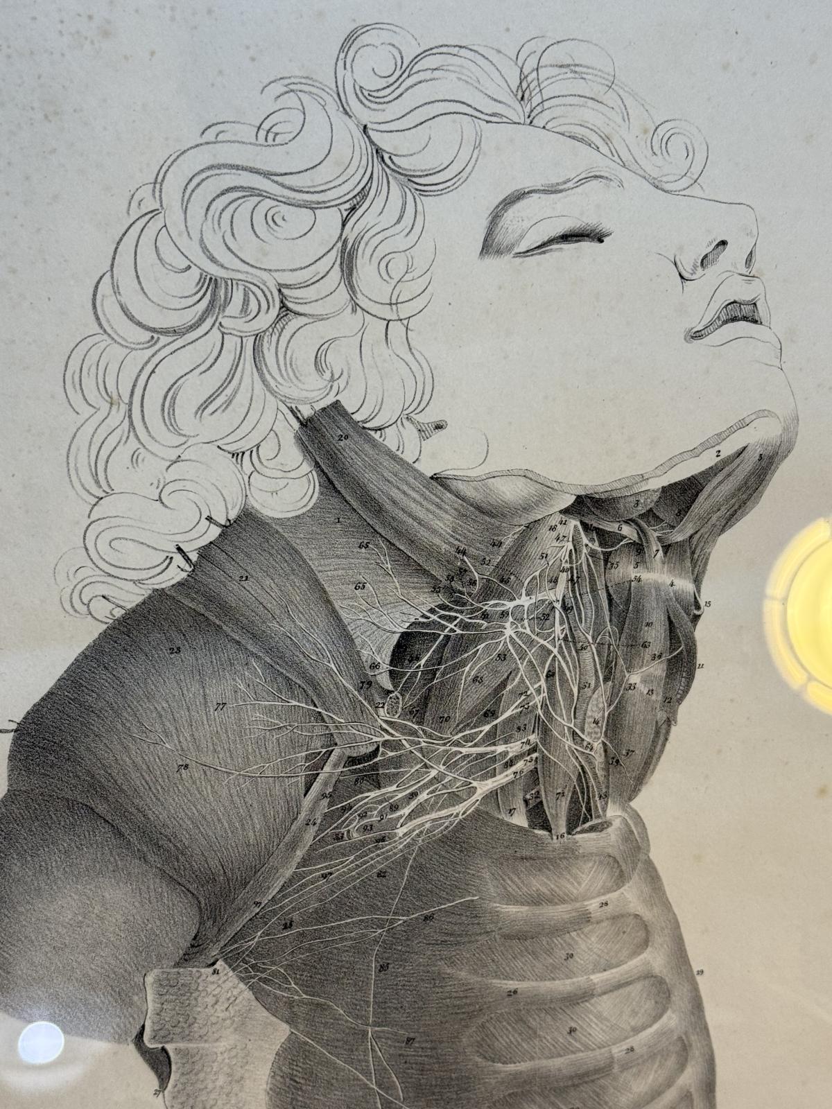 Planșă anatomică litografică, sec. XIX, Franța, semnată „Lith. de Durasme”, dimensiuni 45x63 cm. sertar magic București. antichitati.