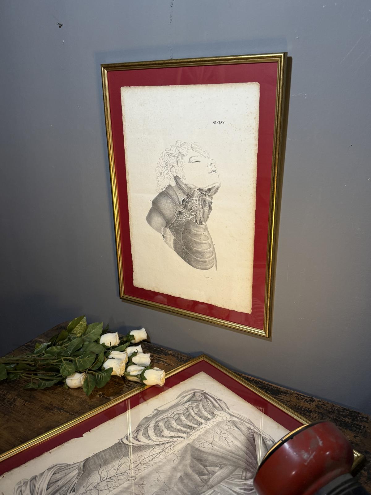 Planșă anatomică litografică, sec. XIX, Franța, semnată „Lith. de Durasme”, dimensiuni 45x63 cm. sertar magic București. antichitati.