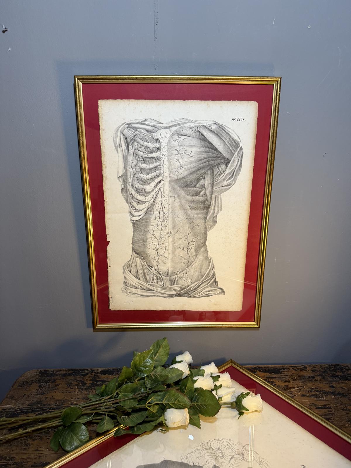 Planșă anatomică litografică sec. XIX, Franța, dimensiuni 45x63 cm, autentică și înrămată. sertar magic București. antichitati