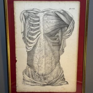 Planșă anatomică litografică sec. XIX, Franța, dimensiuni 45x63 cm, autentică și înrămată. sertar magic București.