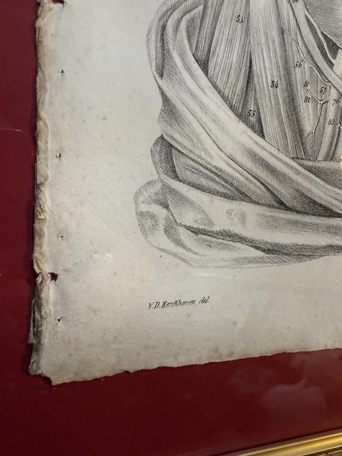 Planșă anatomică litografică sec. XIX, Franța, dimensiuni 45x63 cm, autentică și înrămată. sertar magic București. antichitati