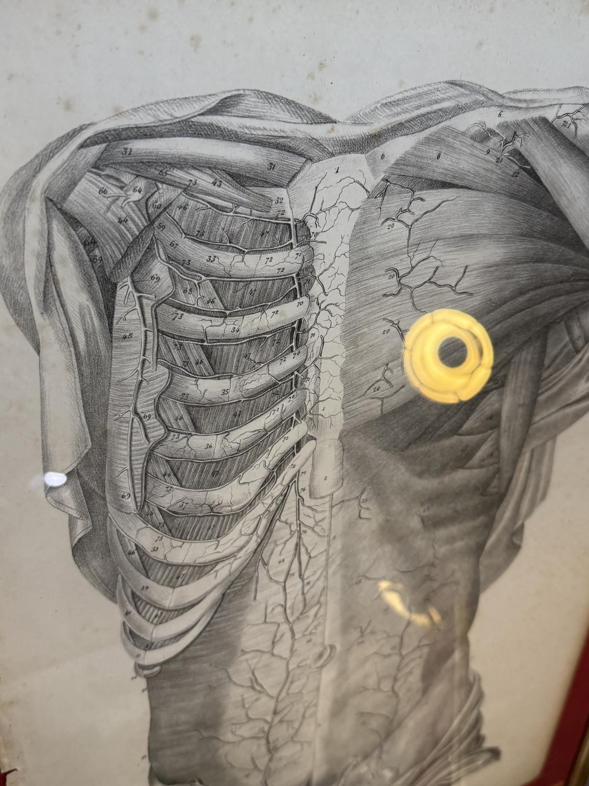 Planșă anatomică litografică sec. XIX, Franța, dimensiuni 45x63 cm, autentică și înrămată. sertar magic București. antichitati