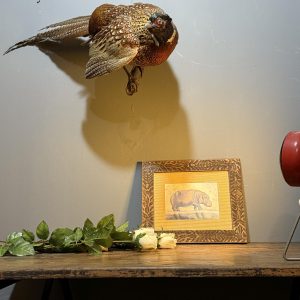 Faisan naturalizat montat pe suport de perete, taxidermie vintage, cu penaj bine păstrat. sertar magic București.