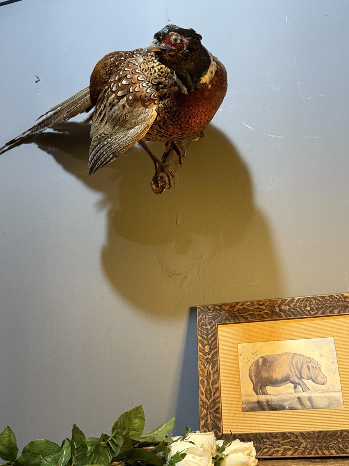 Faisan naturalizat montat pe suport de perete, taxidermie vintage, cu penaj bine păstrat. sertar magic București.
