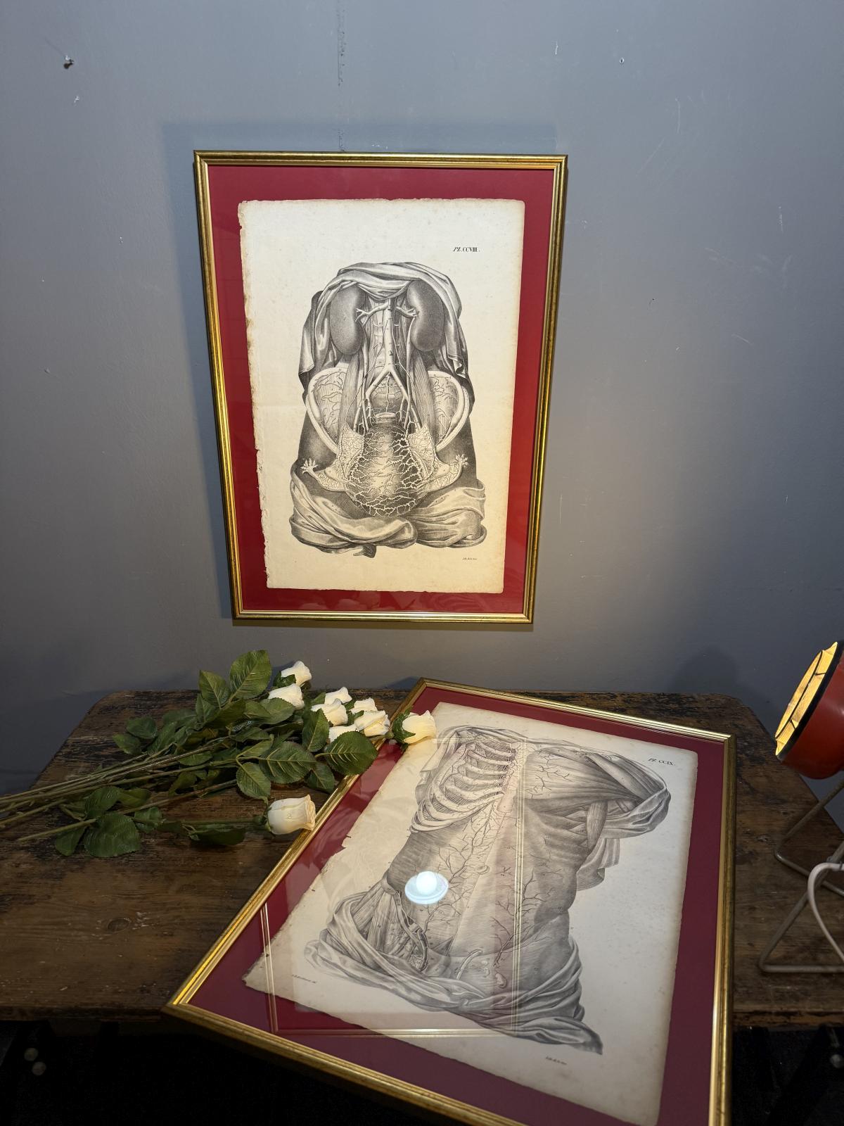 Planșă anatomică litografică sec. XIX, Franța, dimensiuni 45x63 cm, autentică și înrămată. sertar magic București.