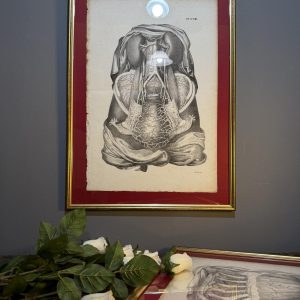 Planșă anatomică litografică sec. XIX, Franța, dimensiuni 45x63 cm, autentică și înrămată. sertar magic București.