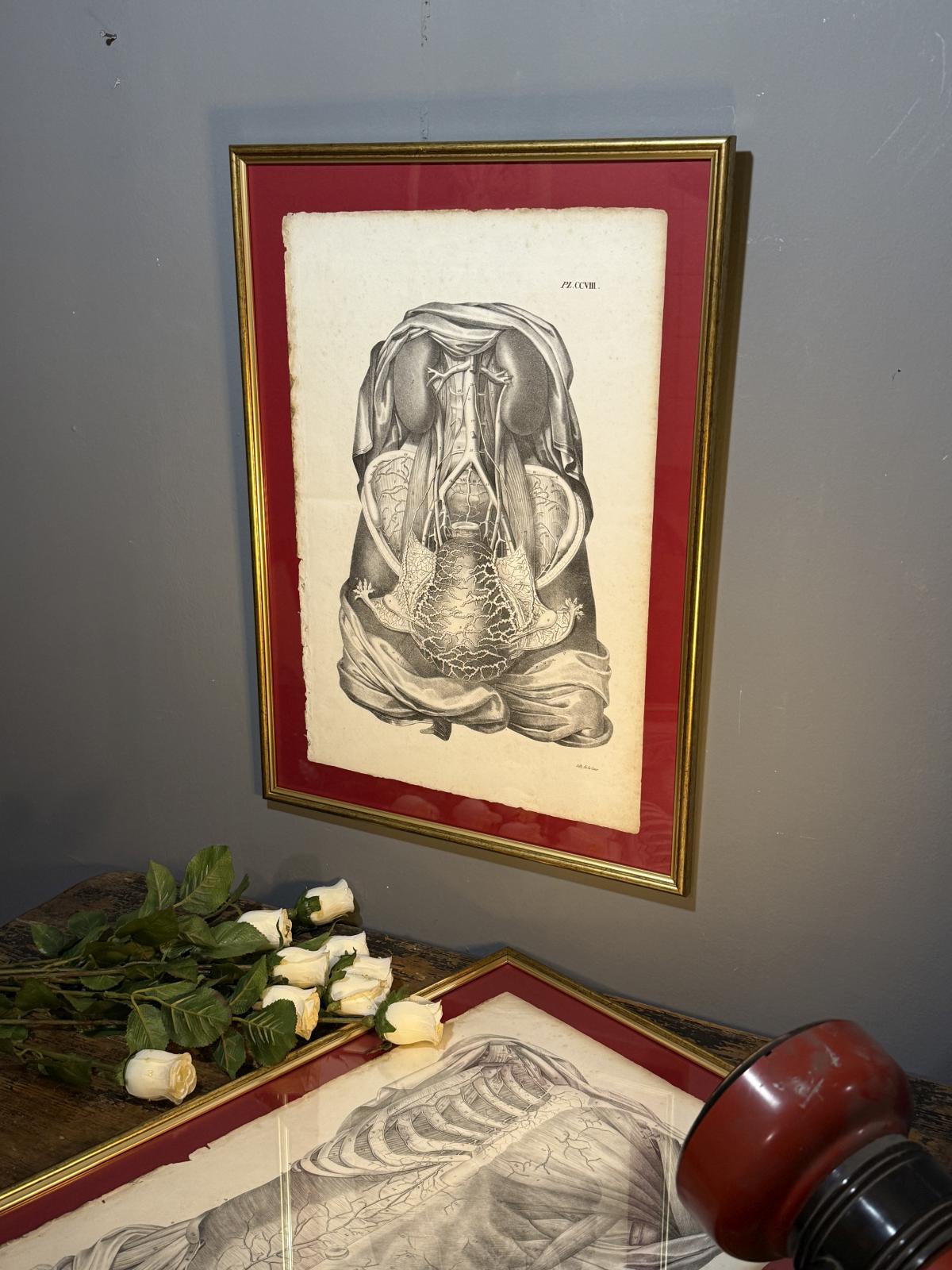 Planșă anatomică litografică sec. XIX, Franța, dimensiuni 45x63 cm, autentică și înrămată. sertar magic București.