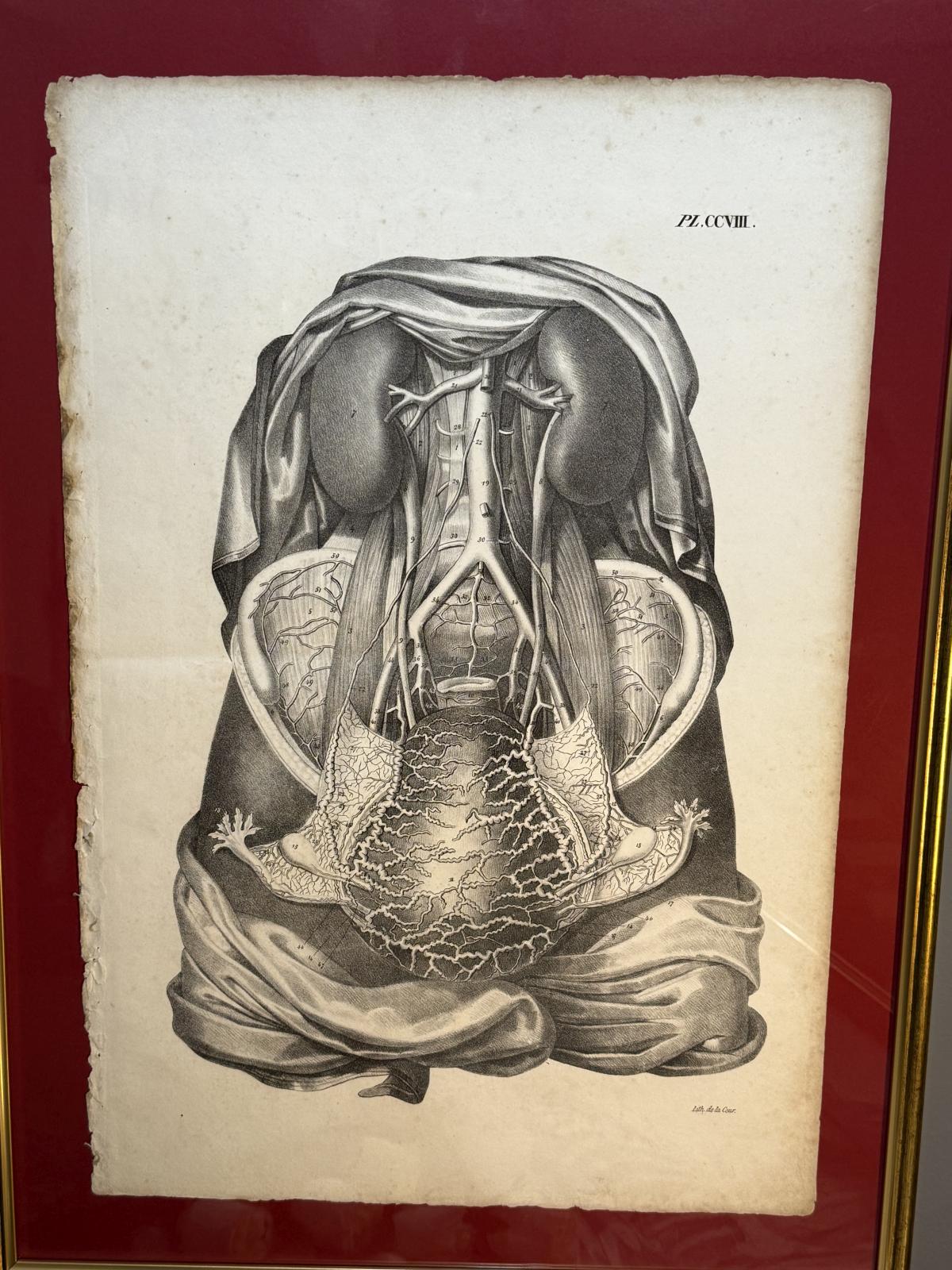 Planșă anatomică litografică sec. XIX, Franța, dimensiuni 45x63 cm, autentică și înrămată. sertar magic București.