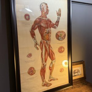 Poster anatomic vechi cu sistem muscular și puncte de acupunctură, 81,5 x 123 cm cu ramă – sertar magic București. vintage decor