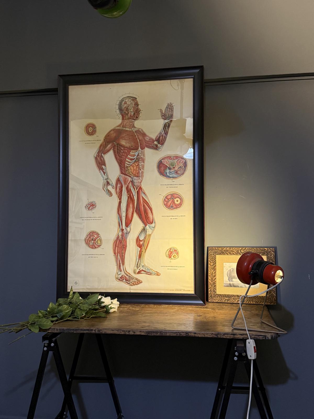 Poster anatomic vechi cu sistem muscular și puncte de acupunctură, 81,5 x 123 cm cu ramă – sertar magic București. vintage decor
