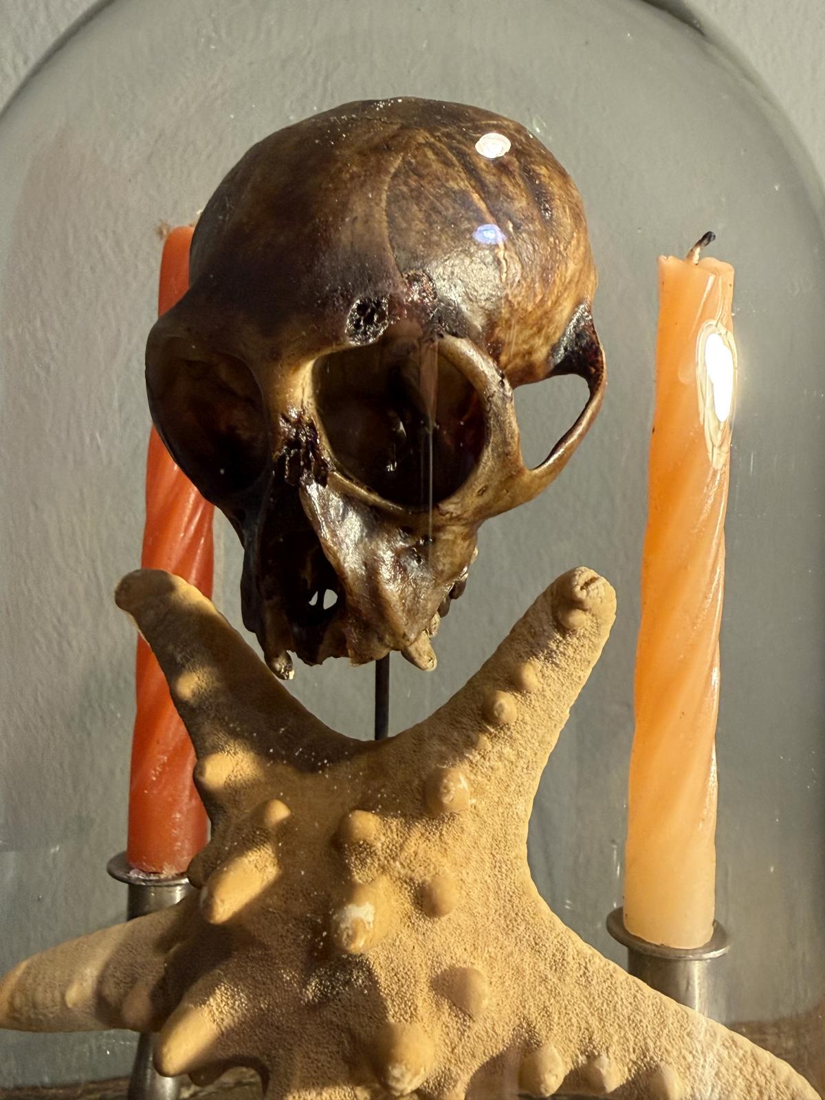 Cabinet de curiozități sub clopot de sticlă cu craniu autentic de pisică, stea de mare și sfeșnice vechi cu lumânări. Piesă unică. sertar magic București.