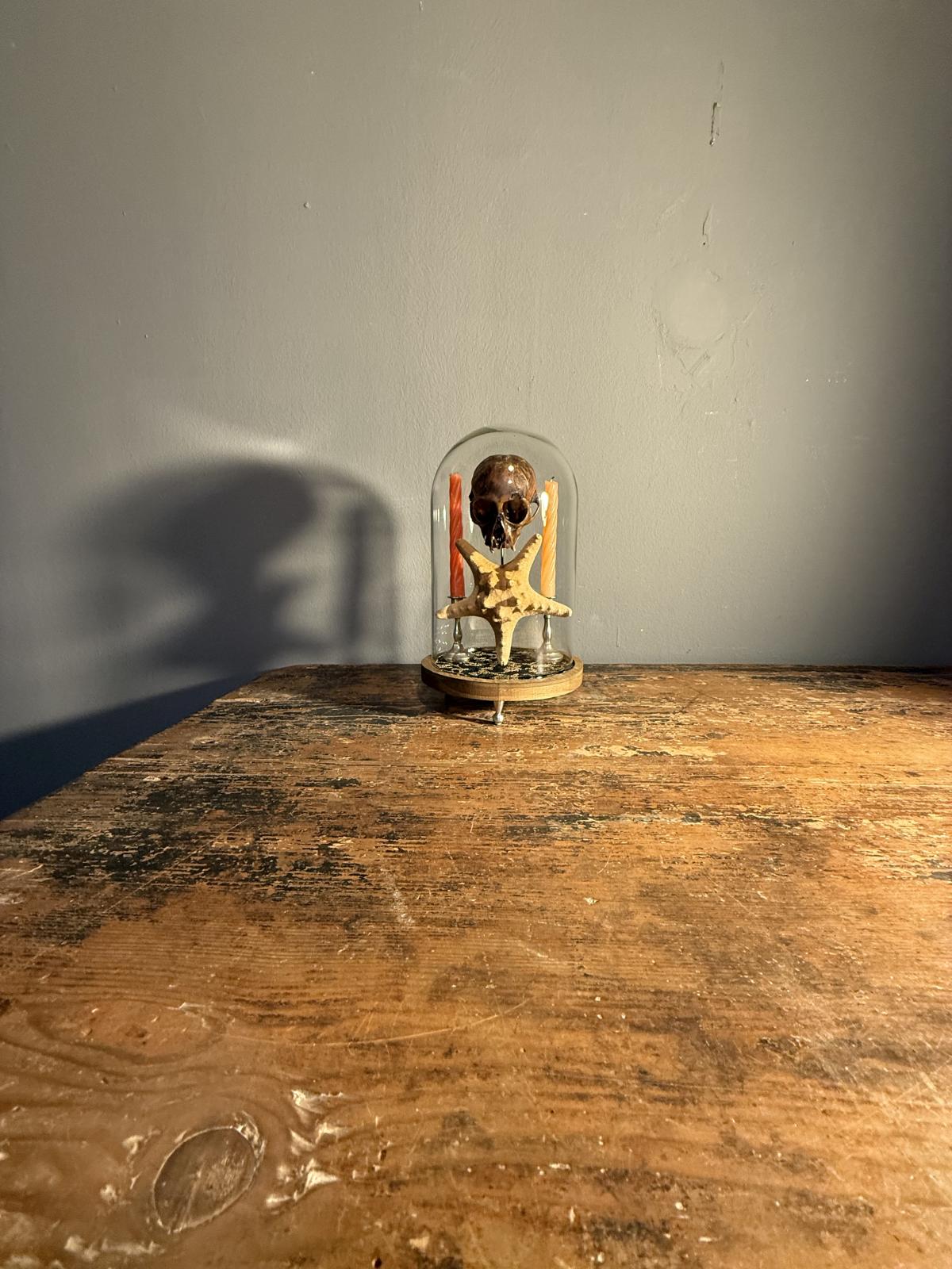 Cabinet de curiozități sub clopot de sticlă cu craniu autentic de pisică, stea de mare și sfeșnice vechi cu lumânări. Piesă unică. sertar magic București.