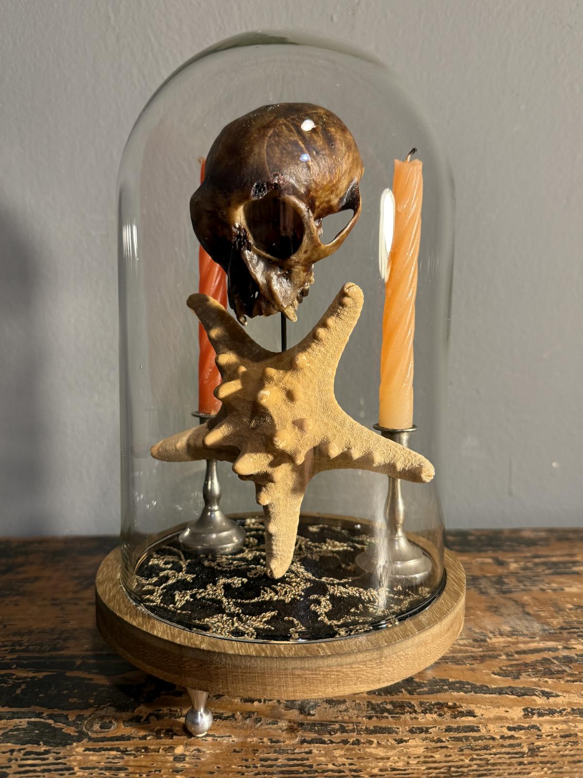 Cabinet de curiozități sub clopot de sticlă cu craniu autentic de pisică, stea de mare și sfeșnice vechi cu lumânări. Piesă unică. sertar magic București.