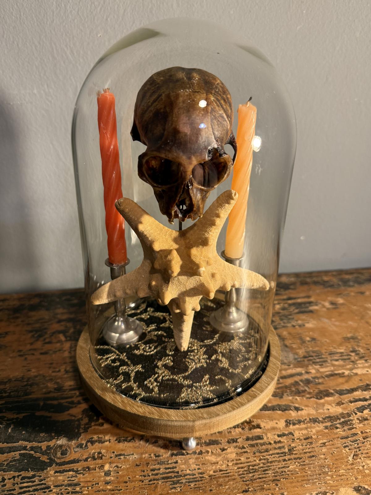 Cabinet de curiozități sub clopot de sticlă cu craniu autentic de pisică, stea de mare și sfeșnice vechi cu lumânări. Piesă unică. sertar magic București.