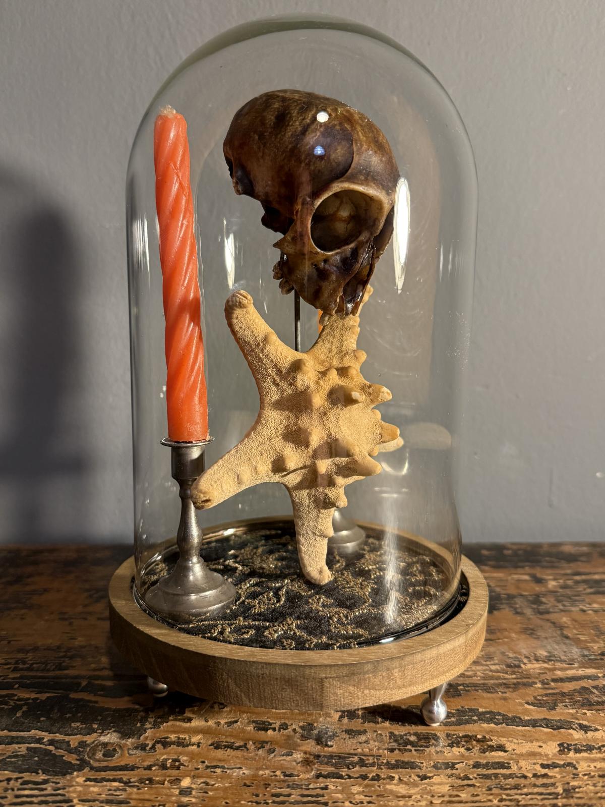 Cabinet de curiozități sub clopot de sticlă cu craniu autentic de pisică, stea de mare și sfeșnice vechi cu lumânări. Piesă unică. sertar magic București.