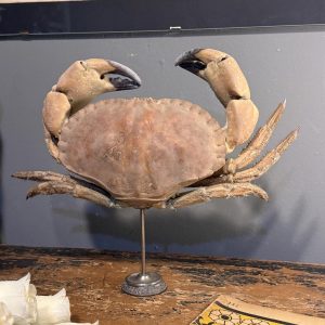 Crab naturalizat montat pe suport din alamă, piesă decorativă atipică, veche de câteva decenii – sertar magic București