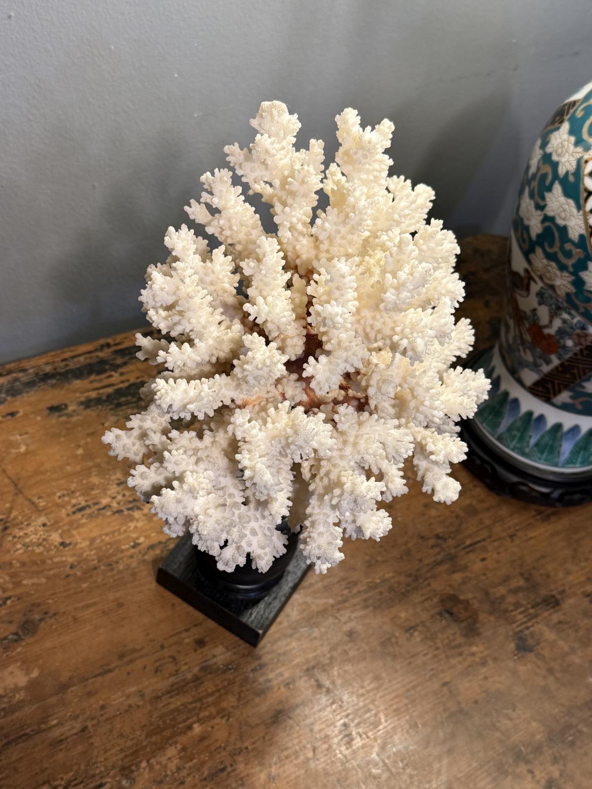 Decor cu coral natural alb montat pe bază din lemn, piesă decorativă realizată în atelier, 34 cm. sertar magic București