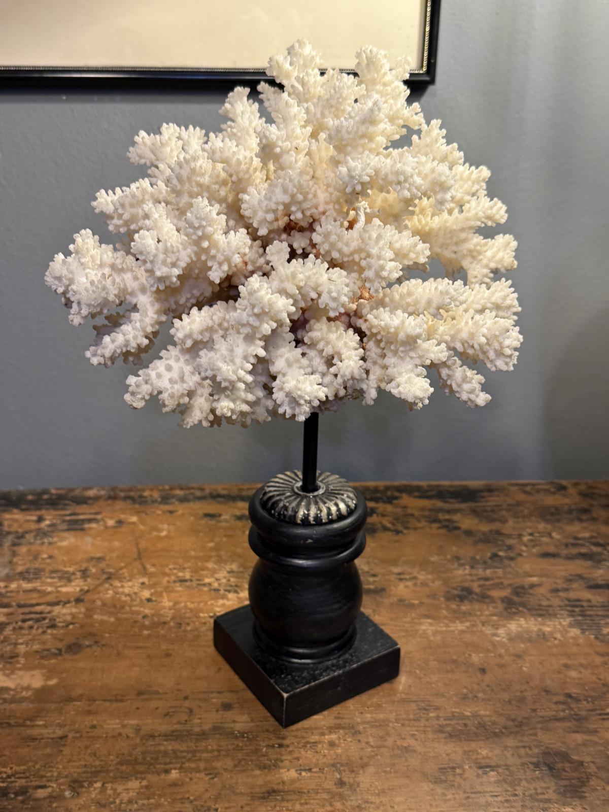 Decor cu coral natural alb montat pe bază din lemn, piesă decorativă realizată în atelier, 34 cm. sertar magic București