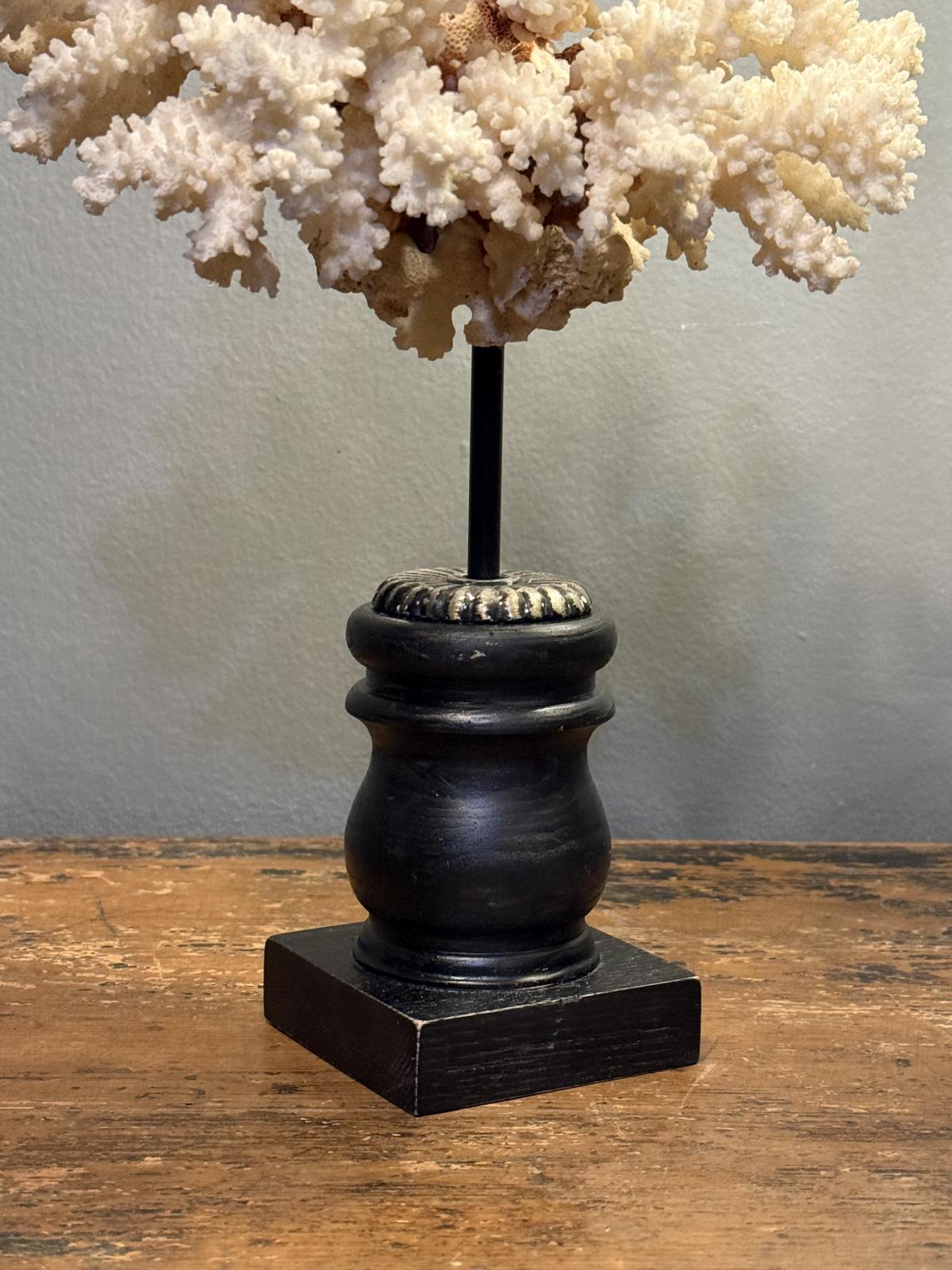 Decor cu coral natural alb montat pe bază din lemn, piesă decorativă realizată în atelier, 34 cm. sertar magic București