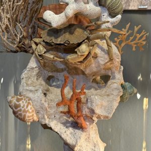Glob decorativ inspirat de cabinetele de curiozități, cu elemente marine naturale sub glob de sticlă vechi – sertar magic București