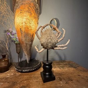 Crab marin autentic vechi, montat pe soclu din lemn cu tijă metalică. Piesă neobișnuită pentru cabinet de curiozități, provenită din Belgia.