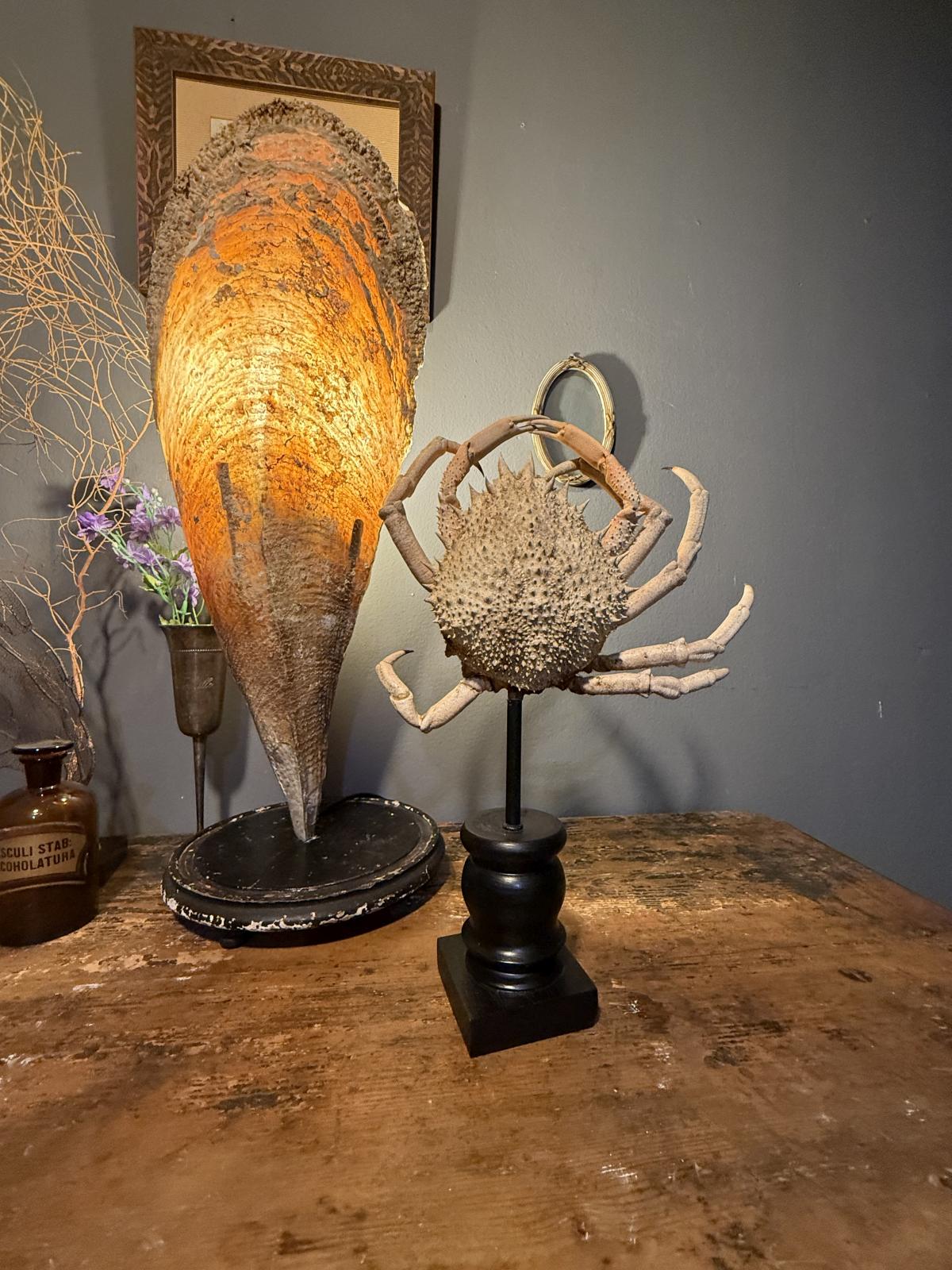 Crab marin autentic vechi, montat pe soclu din lemn cu tijă metalică. Piesă neobișnuită pentru cabinet de curiozități, provenită din Belgia.