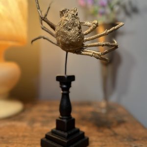 Crab naturalizat vechi, cu finisaj auriu aplicat în atelierul nostru și montat pe un suport negru realizat din elemente recuperate.
