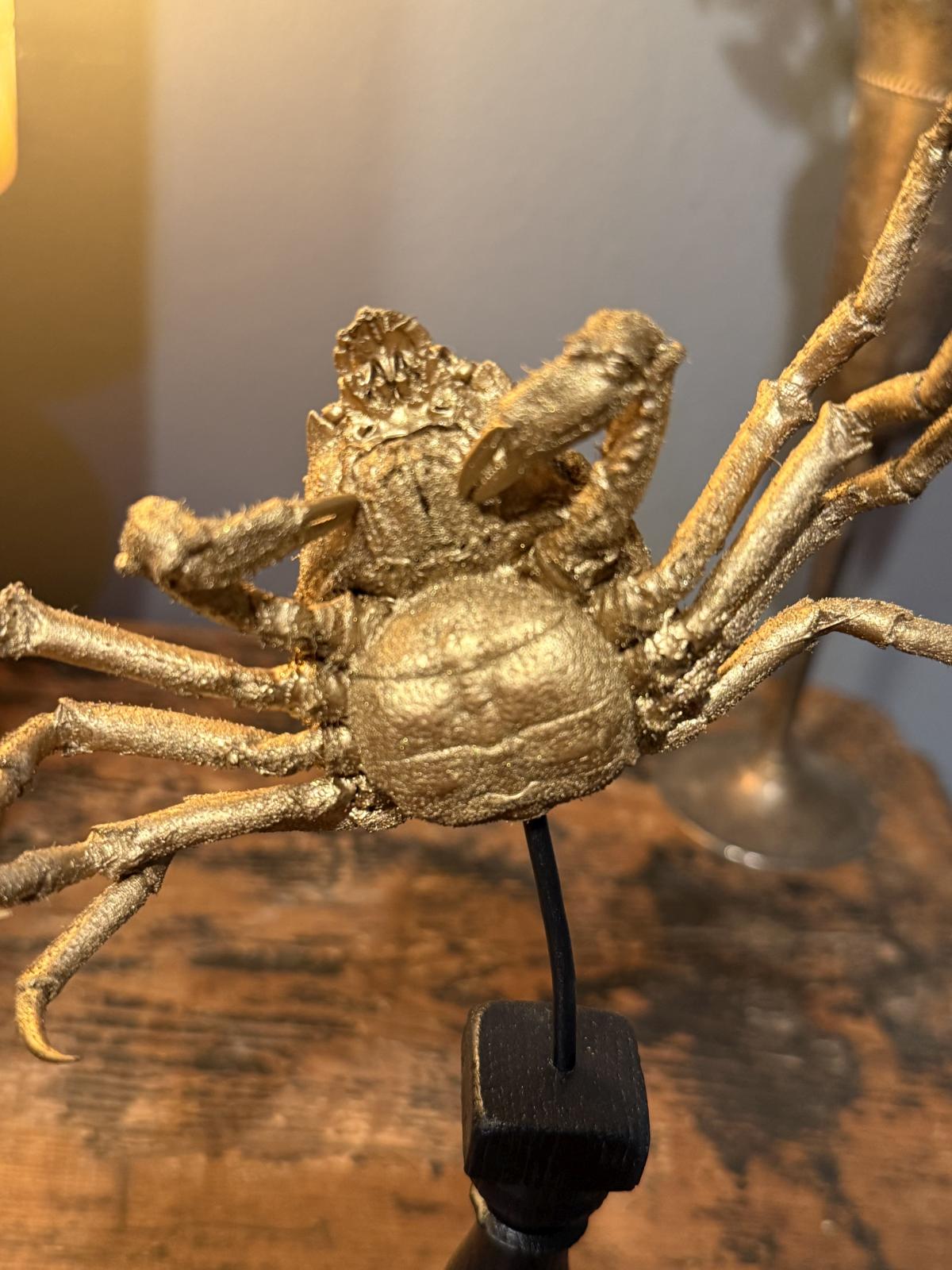 Crab naturalizat vechi, cu finisaj auriu aplicat în atelierul nostru și montat pe un suport negru realizat din elemente recuperate.