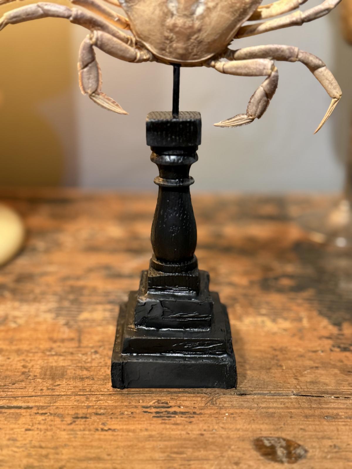 Crab naturalizat vechi și complet, montat în atelierul nostru pe un suport decorativ realizat din elemente recuperate. Înălțime 21 cm.