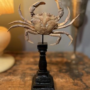 Crab naturalizat vechi și complet, montat în atelierul nostru pe un suport decorativ realizat din elemente recuperate. Înălțime 21 cm.