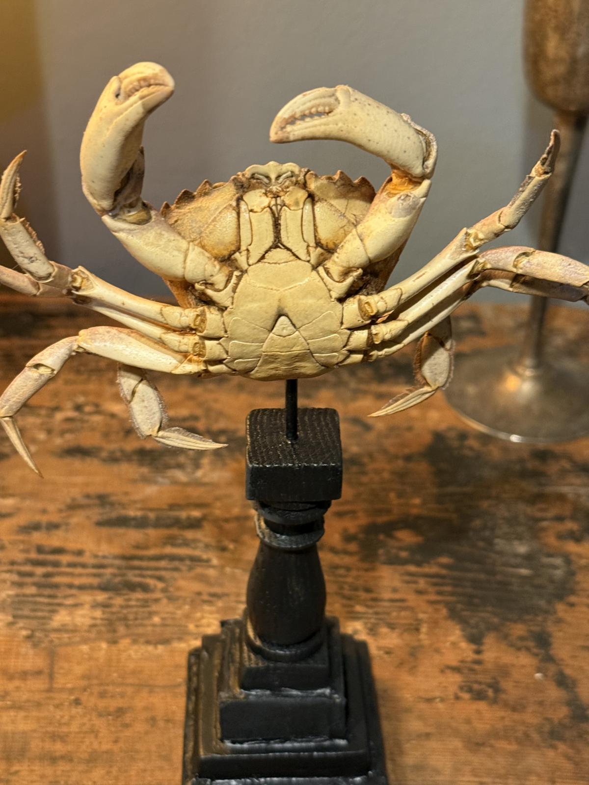 Crab naturalizat vechi și complet, montat în atelierul nostru pe un suport decorativ realizat din elemente recuperate. Înălțime 21 cm.