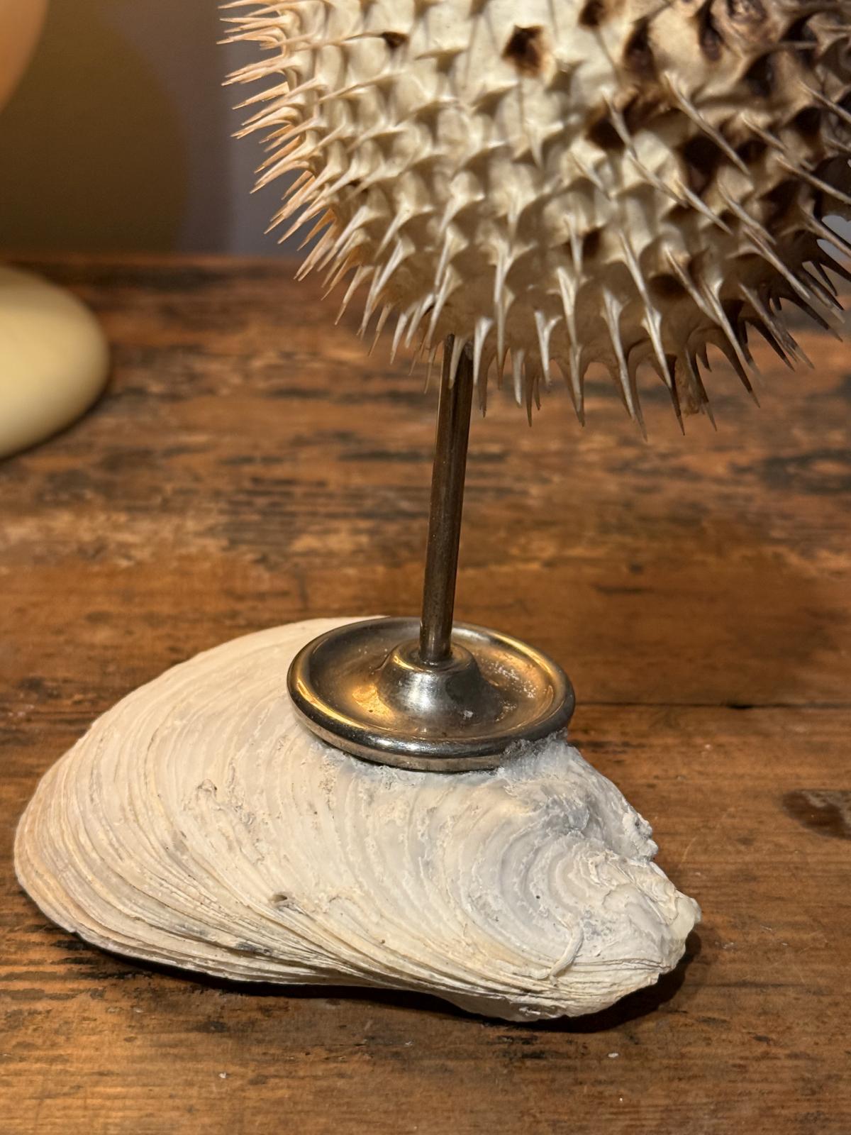 Creație unicat cu pește-balon natural conservat, montat pe un picior vechi din alamă argintată și o scoică naturală. Înălțime 15 cm.