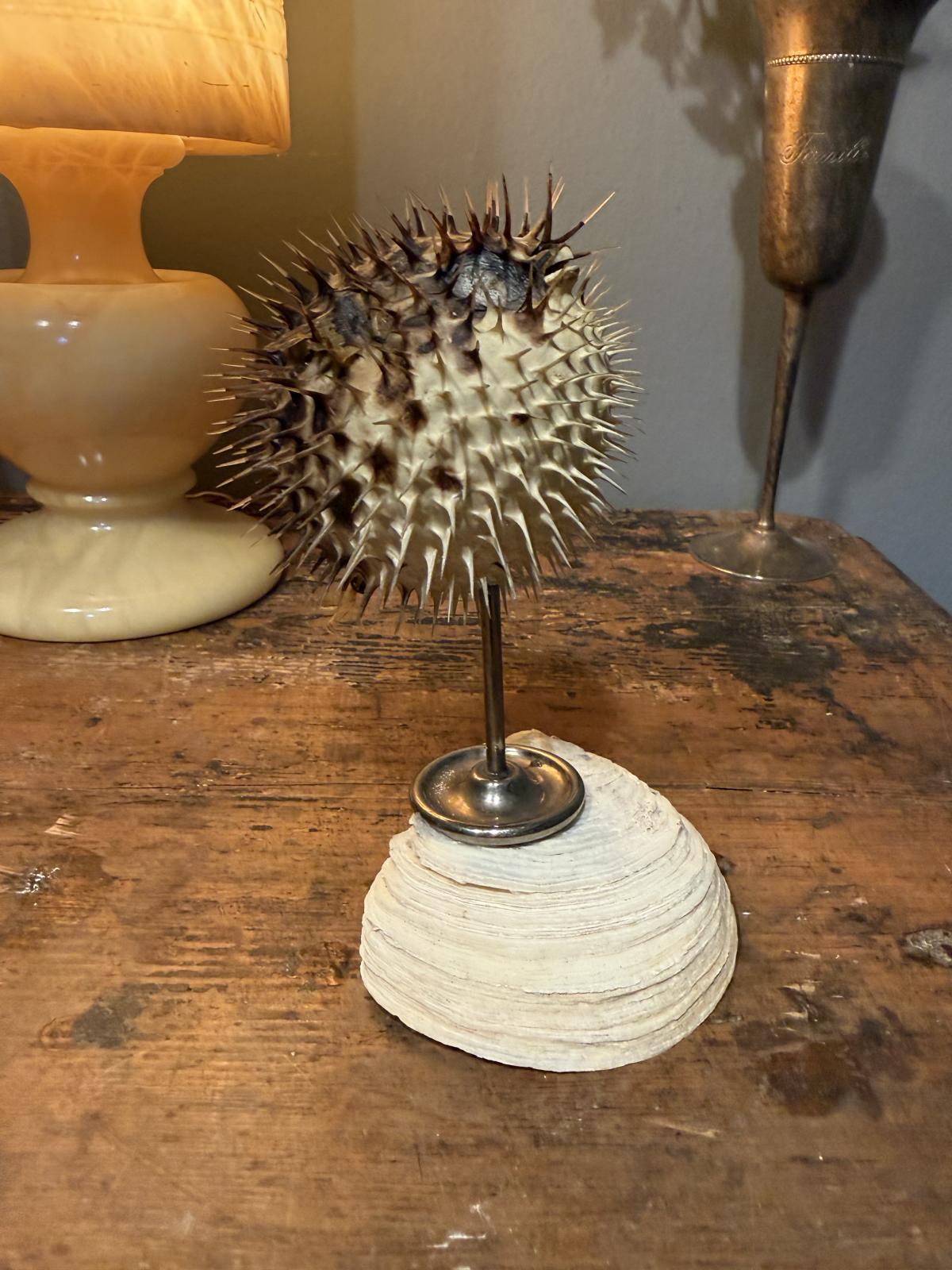 Creație unicat cu pește-balon natural conservat, montat pe un picior vechi din alamă argintată și o scoică naturală. Înălțime 15 cm.