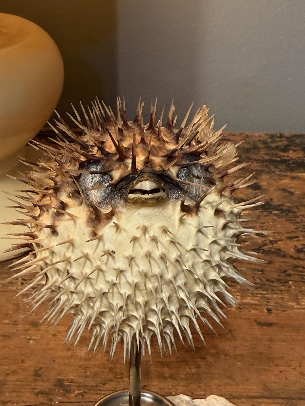 Creație unicat cu pește-balon natural conservat, montat pe un picior vechi din alamă argintată și o scoică naturală. Înălțime 15 cm.