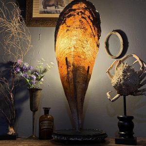 Lampă unicat realizată manual dintr-o scoică marină veche din Morbihan, montată pe un soclu vechi din lemn. Înălțime totală 60 cm.