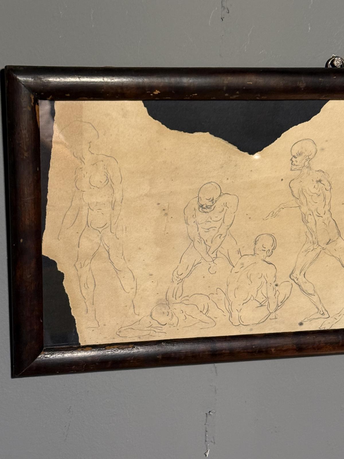 Serie de studii anatomice italiene din anii 1920, realizate pe o foaie veche și montate într-o ramă din lemn cu fundal negru.