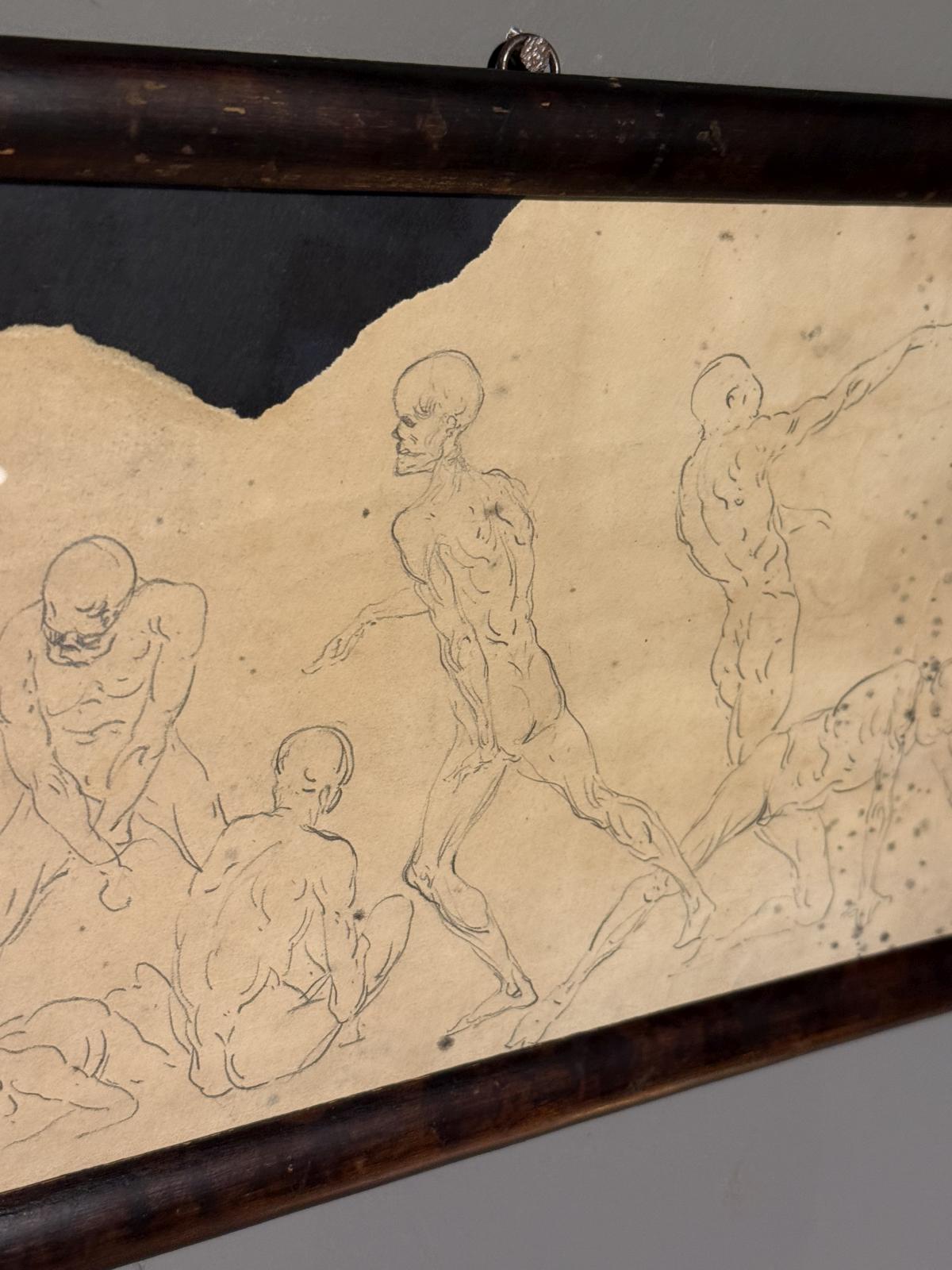 Serie de studii anatomice italiene din anii 1920, realizate pe o foaie veche și montate într-o ramă din lemn cu fundal negru.