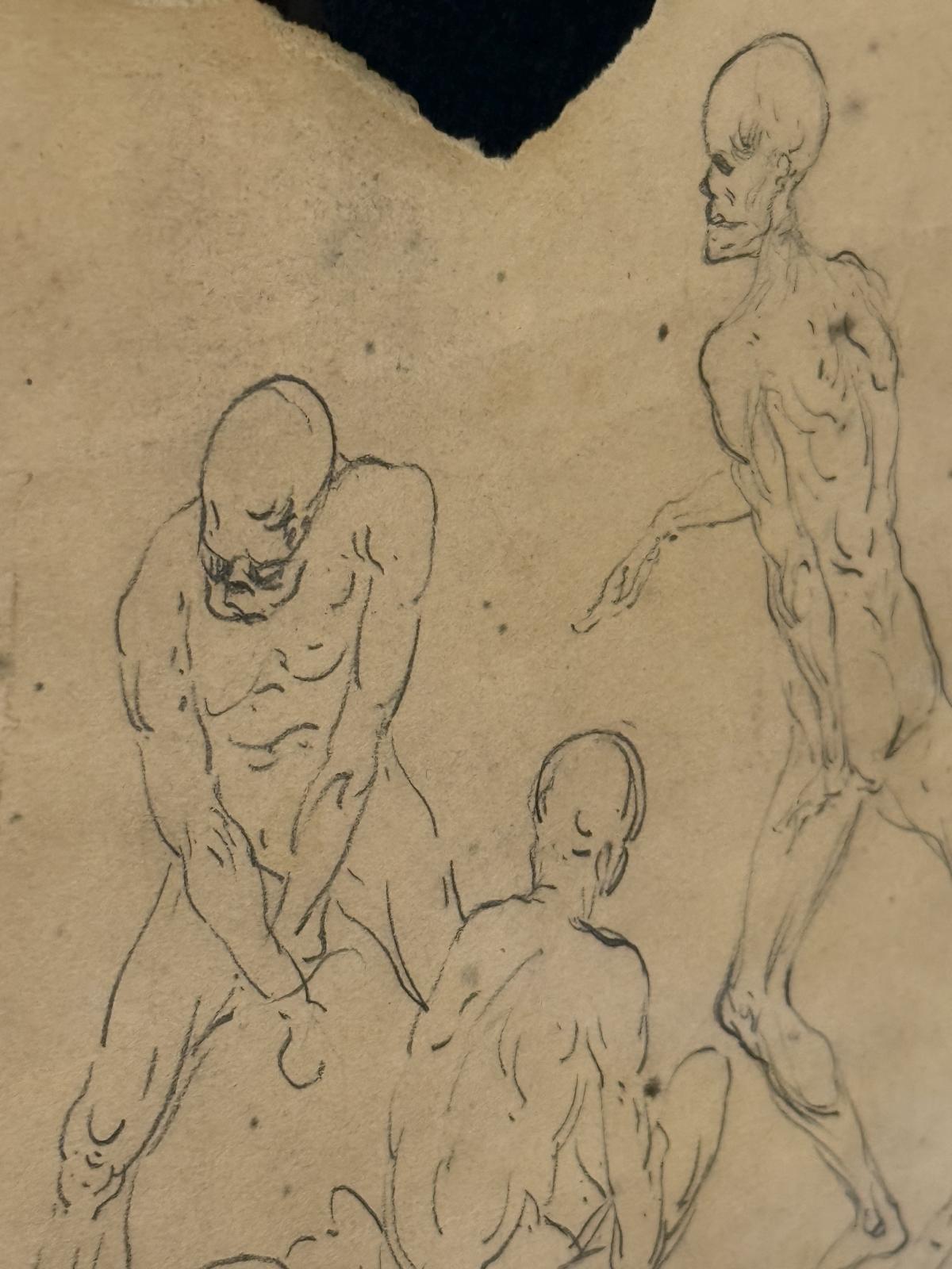 Serie de studii anatomice italiene din anii 1920, realizate pe o foaie veche și montate într-o ramă din lemn cu fundal negru.