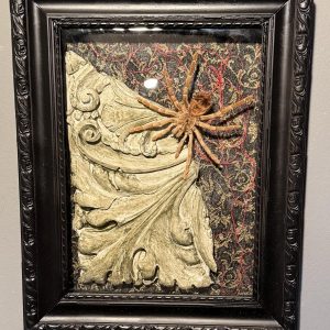 Compoziție entomologică unicat cu tarantulă naturalizată, fragment arhitectural patinat, textile și sticlă bombată veche.