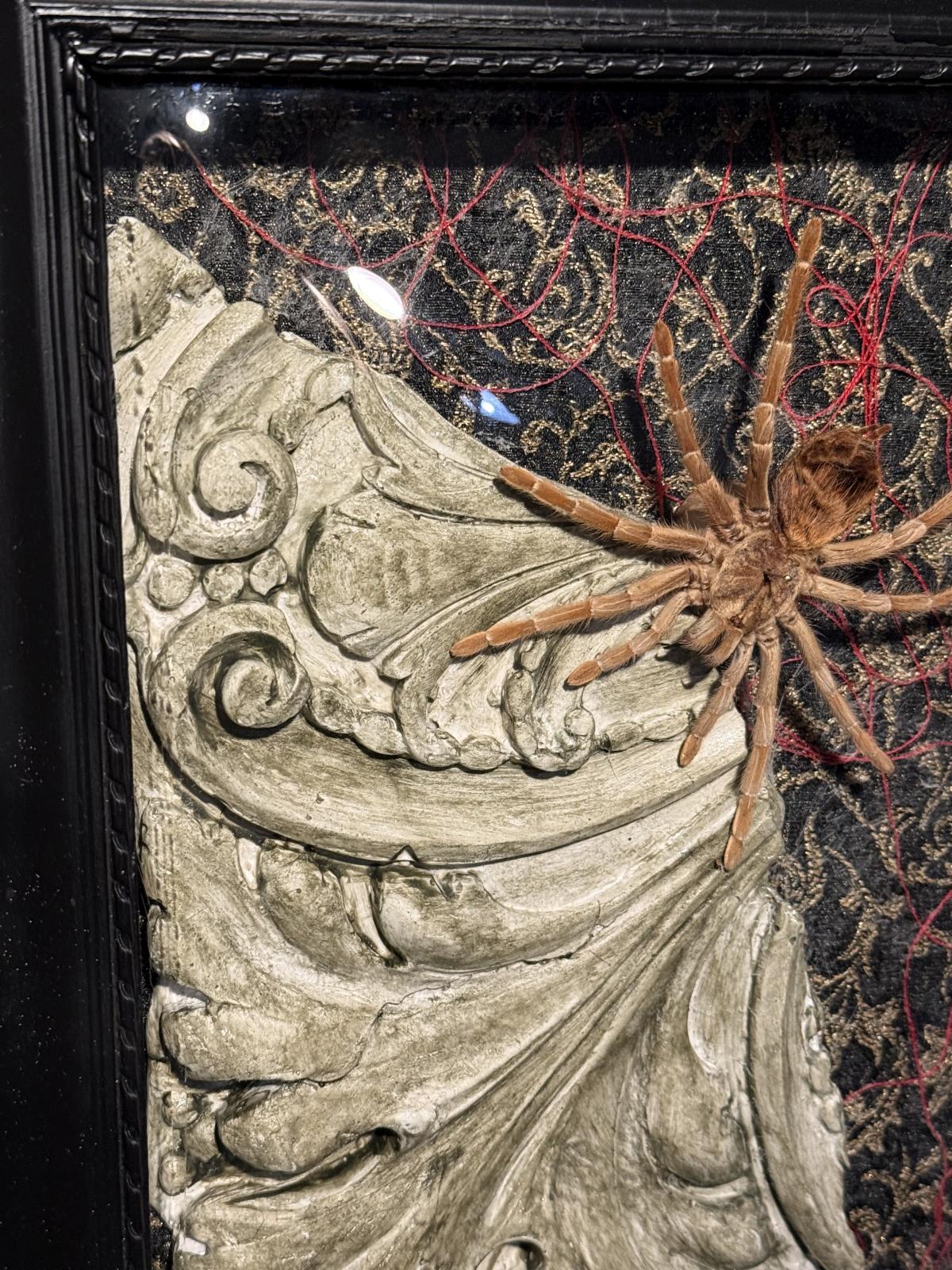 Compoziție entomologică unicat cu tarantulă naturalizată, fragment arhitectural patinat, textile și sticlă bombată veche.