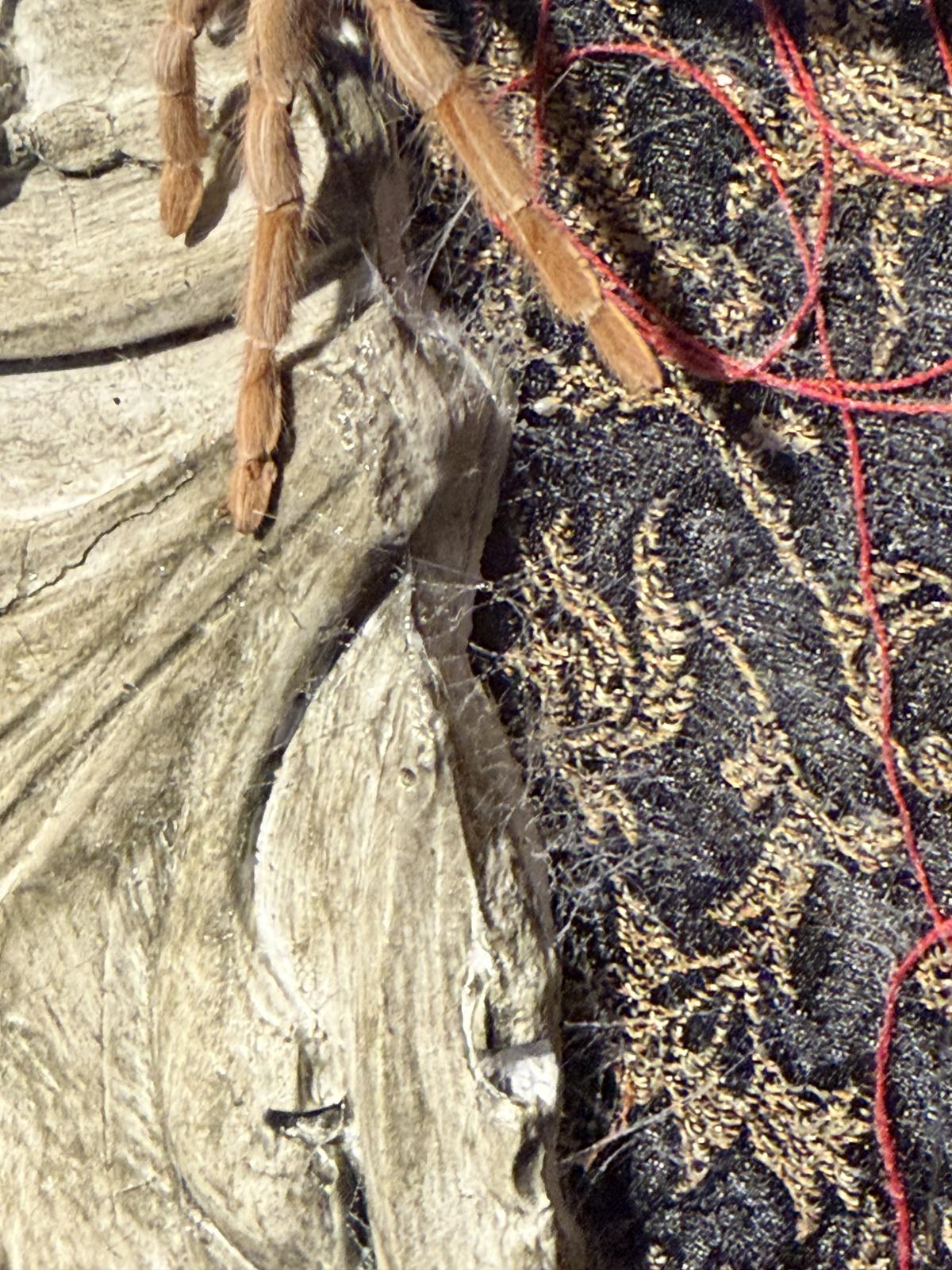Compoziție entomologică unicat cu tarantulă naturalizată, fragment arhitectural patinat, textile și sticlă bombată veche.