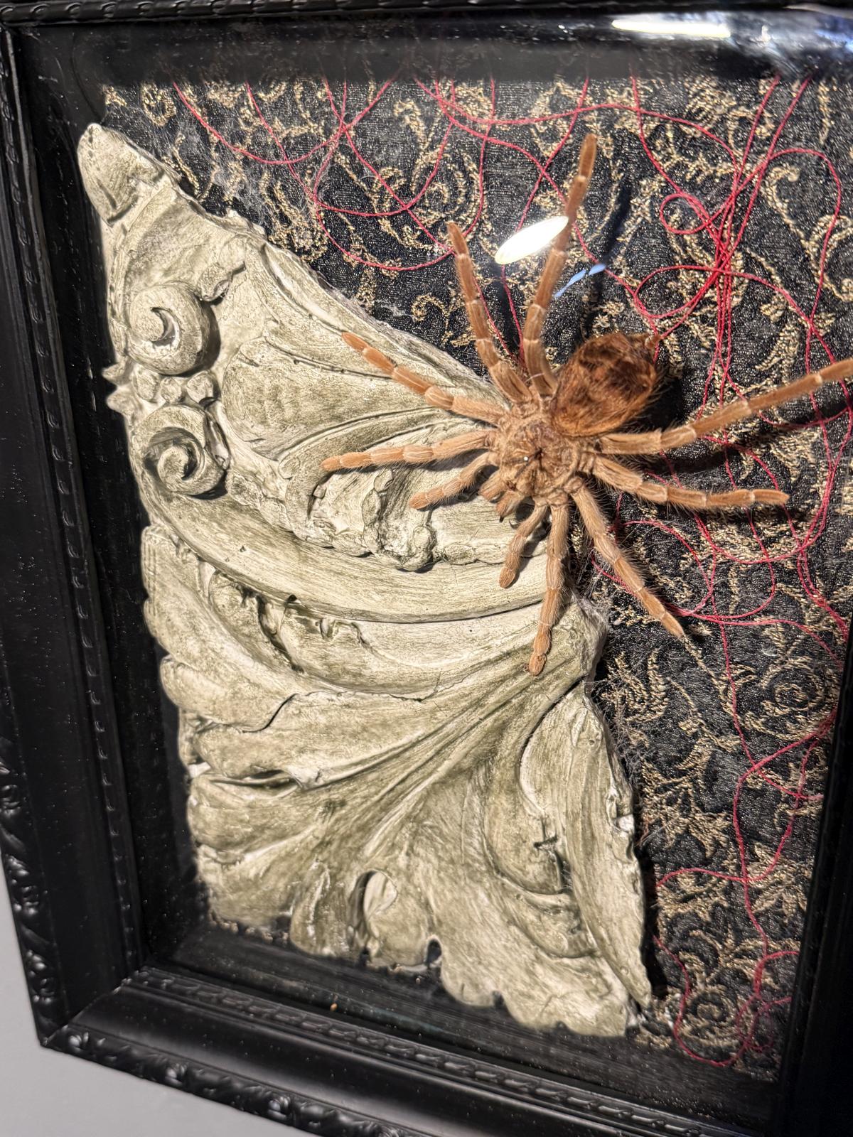 Compoziție entomologică unicat cu tarantulă naturalizată, fragment arhitectural patinat, textile și sticlă bombată veche.