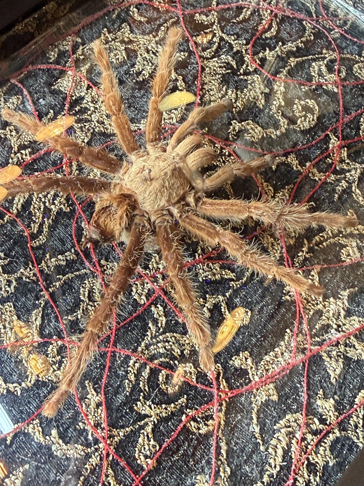 Compoziție unicat cu păianjen naturalizat, cadru vechi de crucifix, sticlă bombată, fundal textil și fire roșii. cabinet de curiozitate