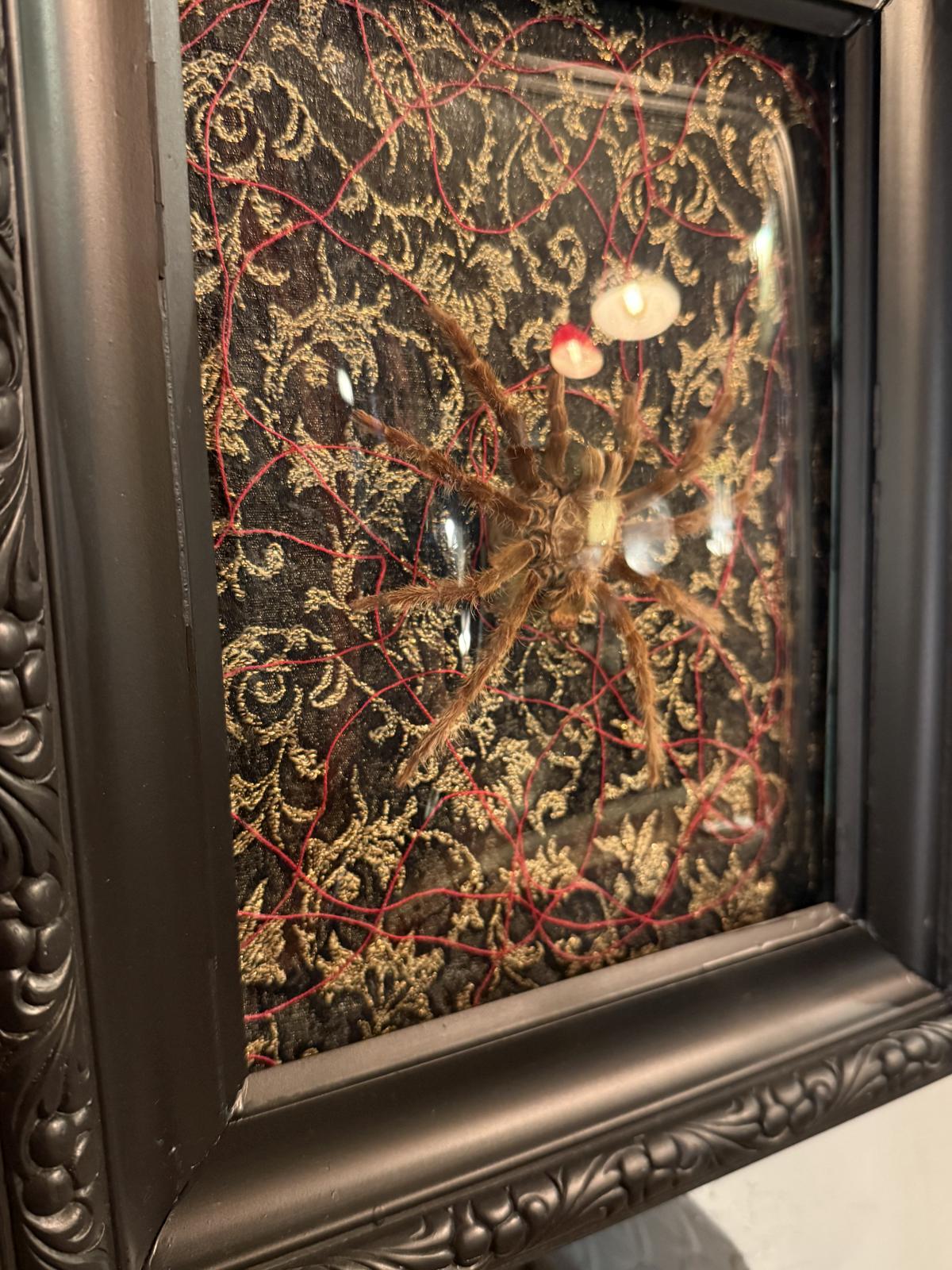 Compoziție unicat cu păianjen naturalizat, cadru vechi de crucifix, sticlă bombată, fundal textil și fire roșii. cabinet de curiozitate