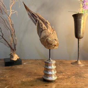 Pește-astronom naturalizat, montat în atelierul Sertar Magic pe un suport original realizat din obiecte vechi din metal argintat.